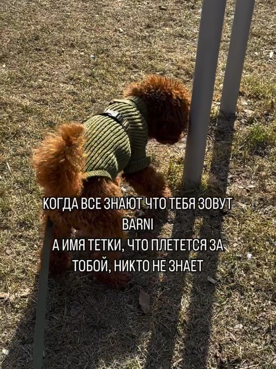 @Наталья Пудель 🐩