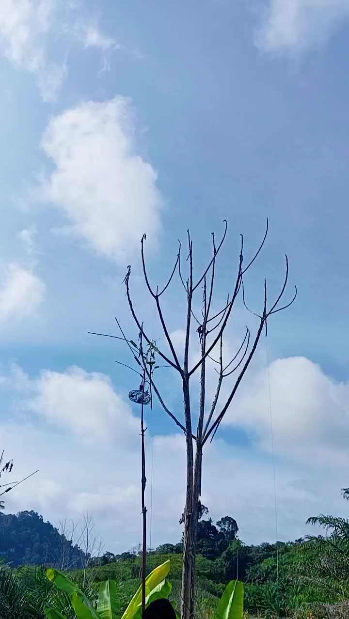@king srindit👑🦜