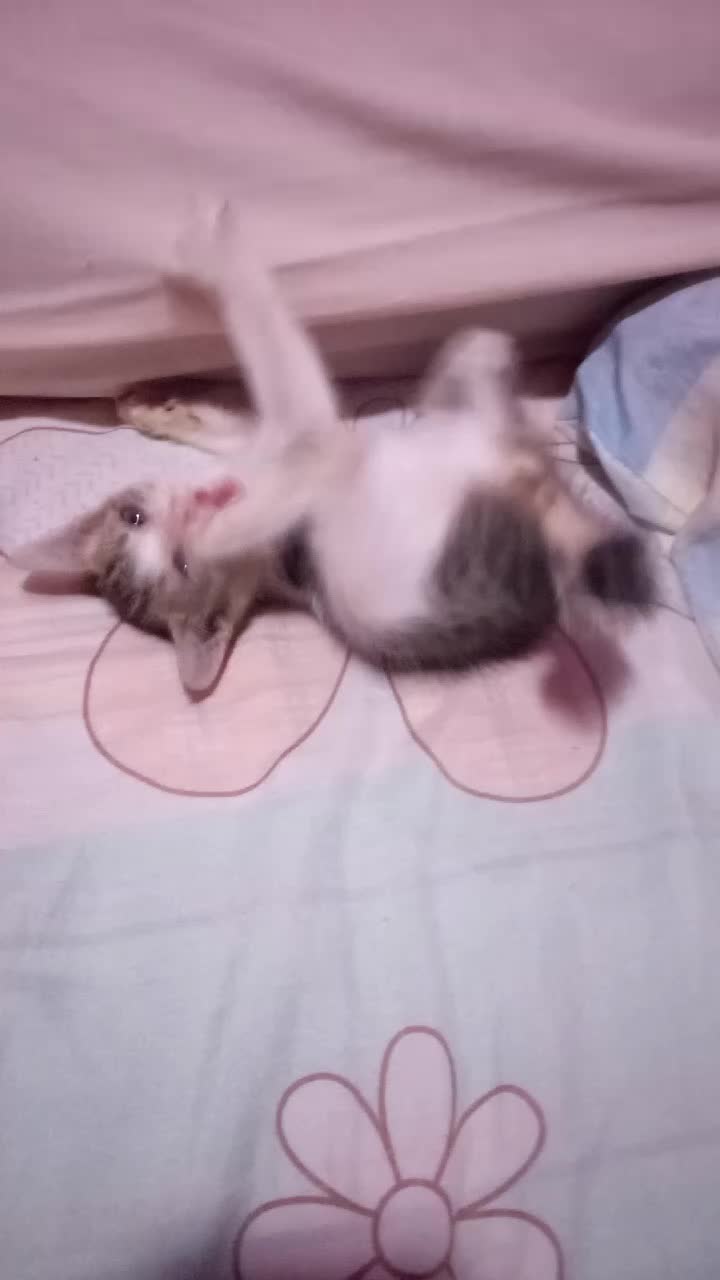 @ibundanya kucing