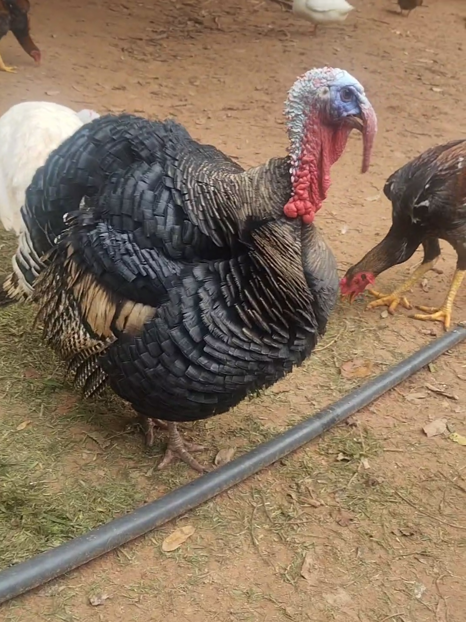 @goose.gang
