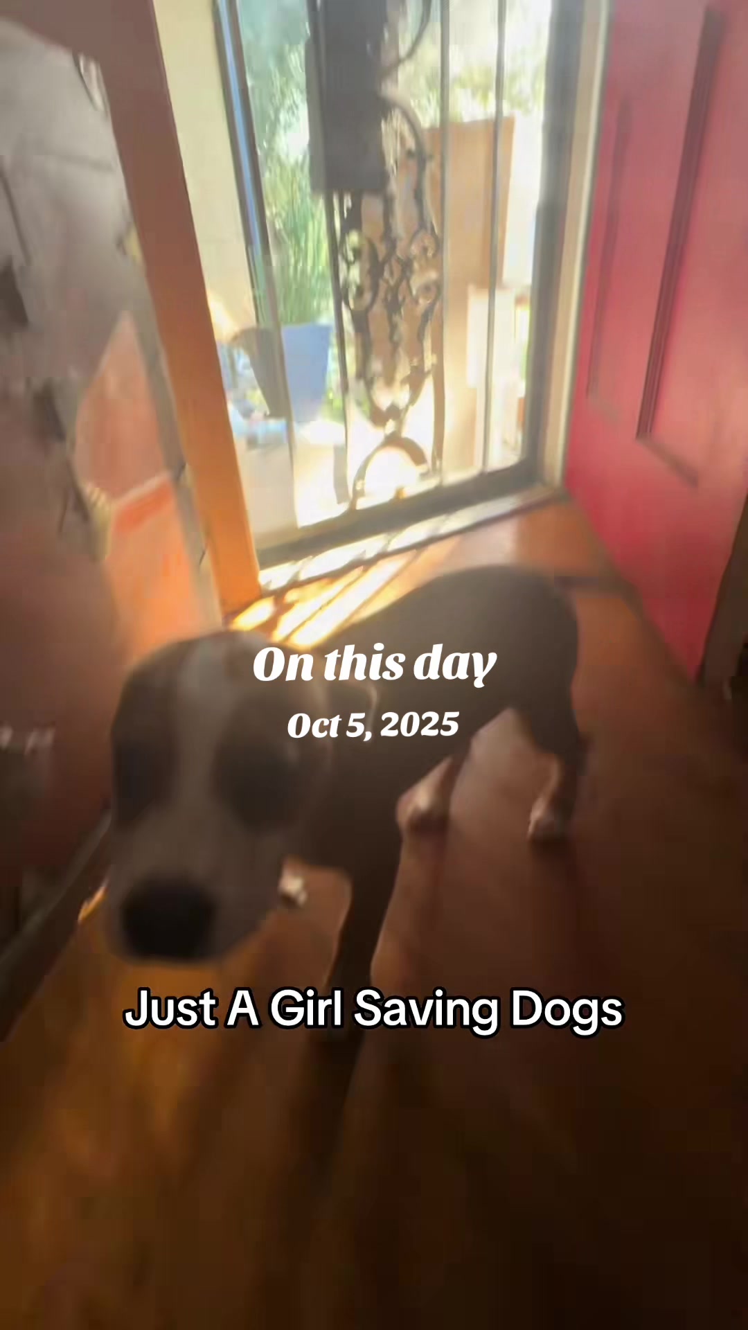 @Just A Girl Saving Dogs