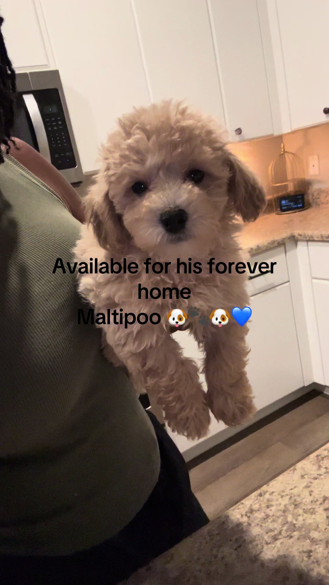 @Shortcake_kennel_2