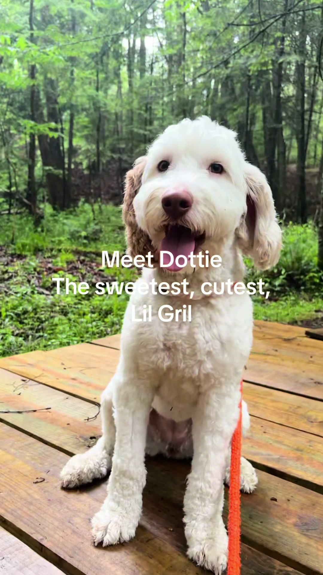 @Browndoginn