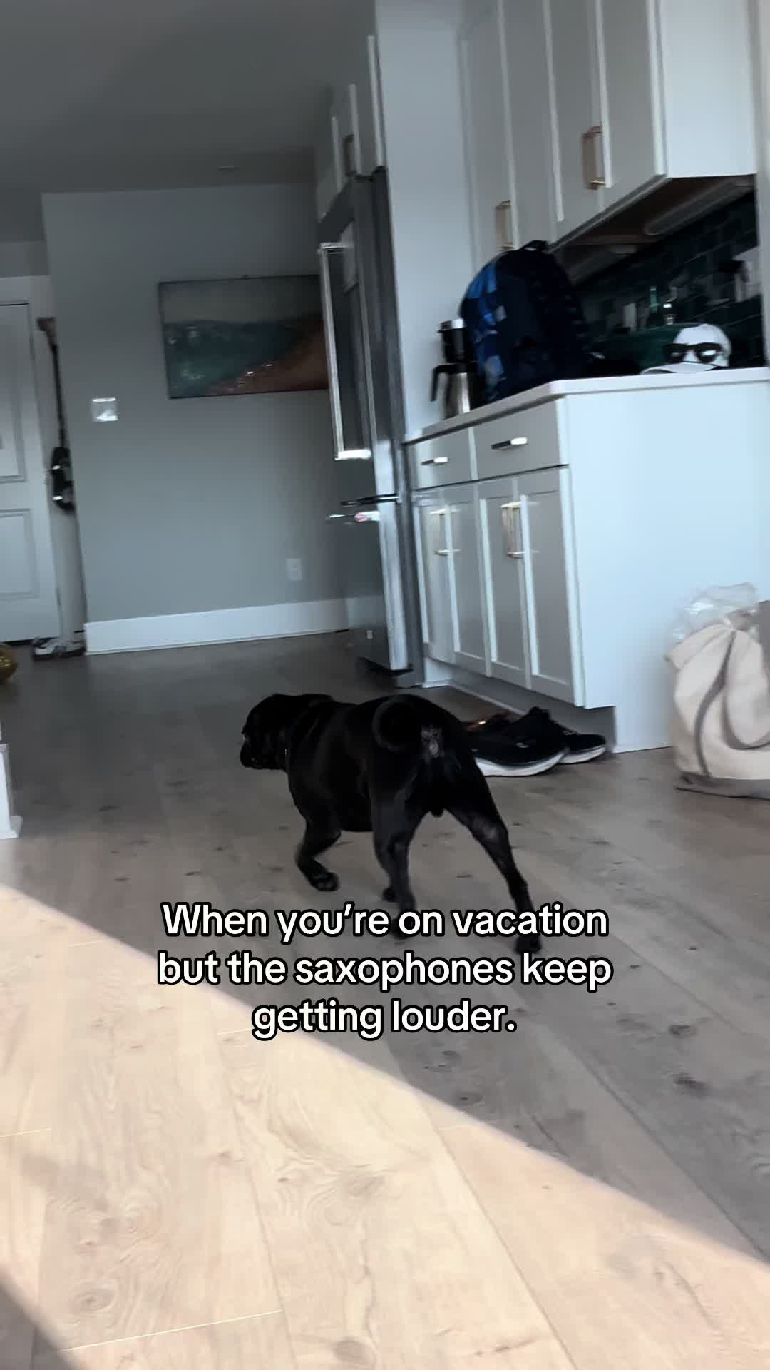 @SirEdmundThePug