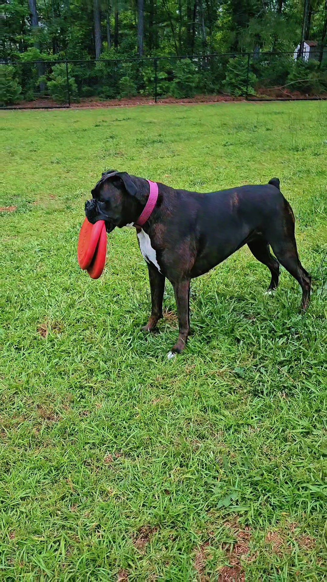 @Southern Shade Boerboels
