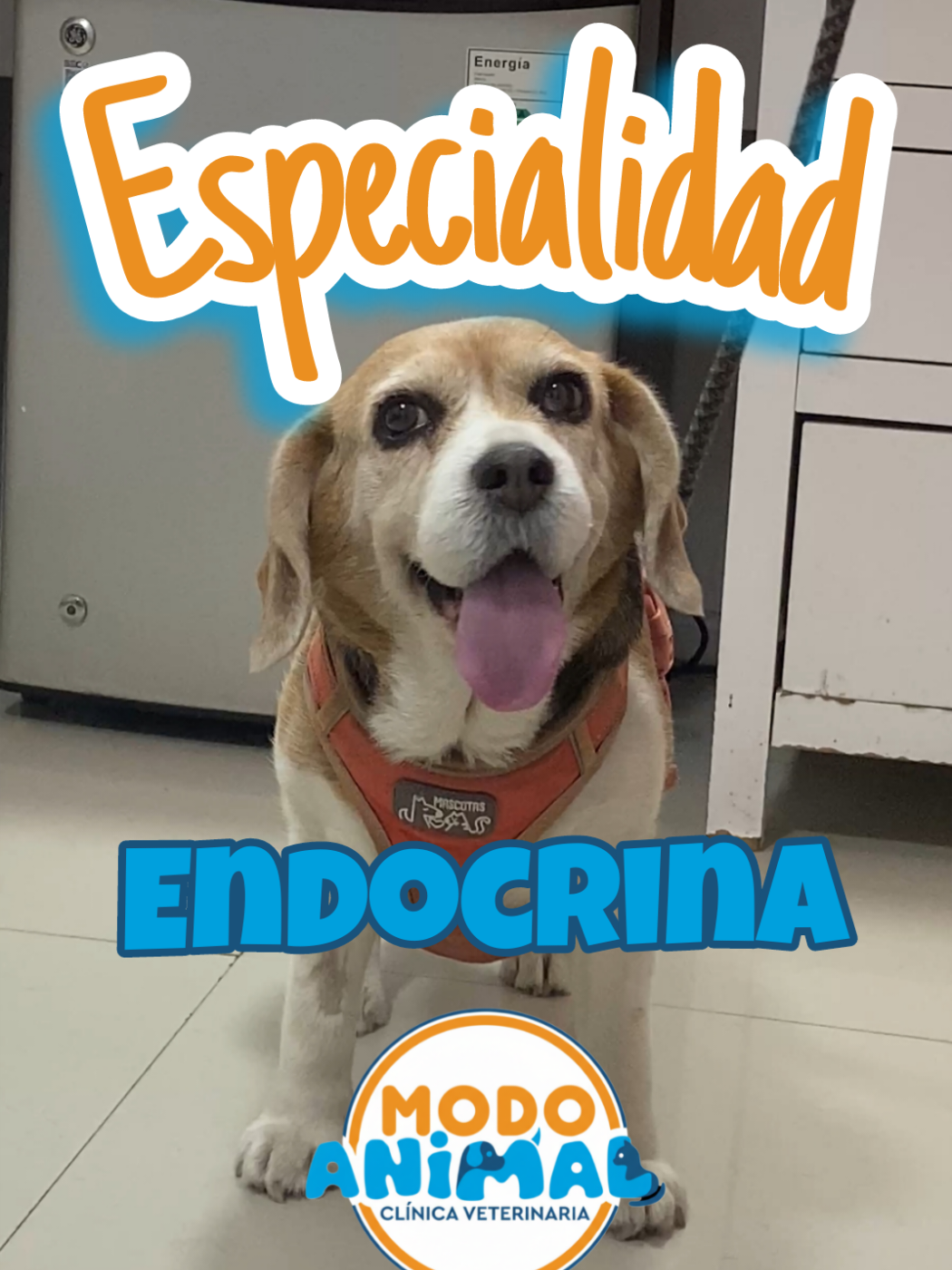 @VetModoAnimal