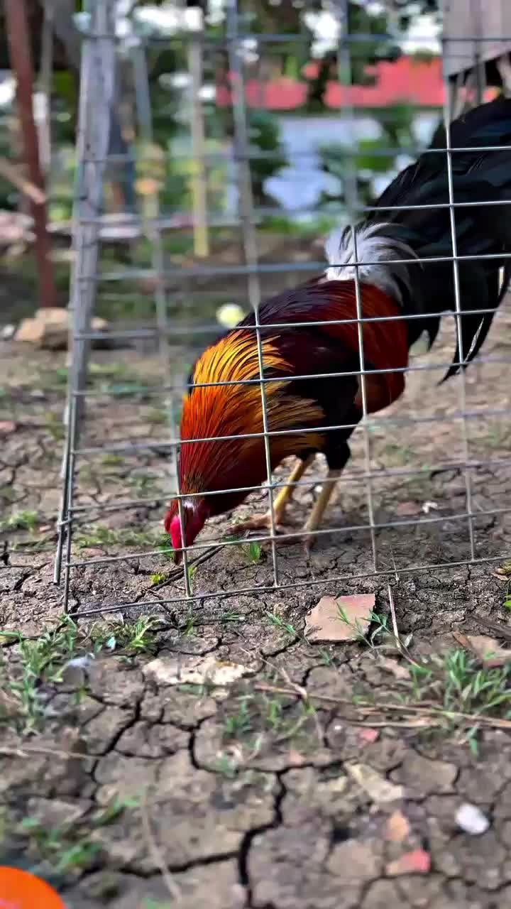 @R-K. FARM (MDR)