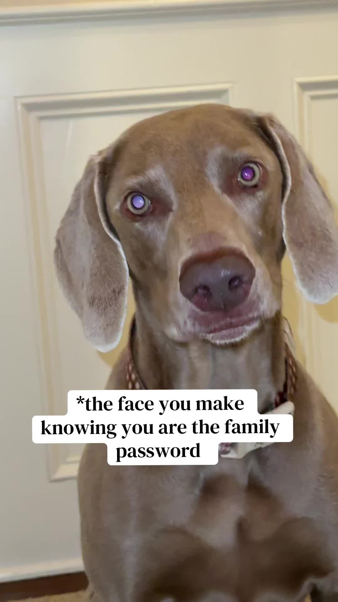@Zoey the Weim