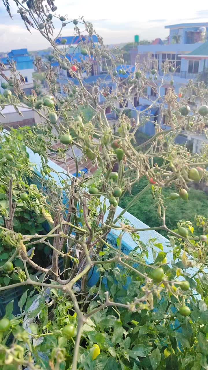 @मनिसा