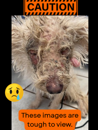 @A Dogs New Life