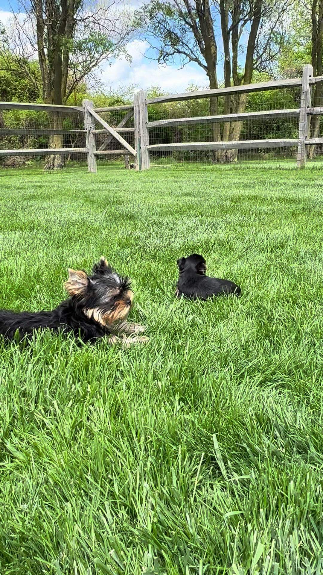 @Kimbrays Yorkies