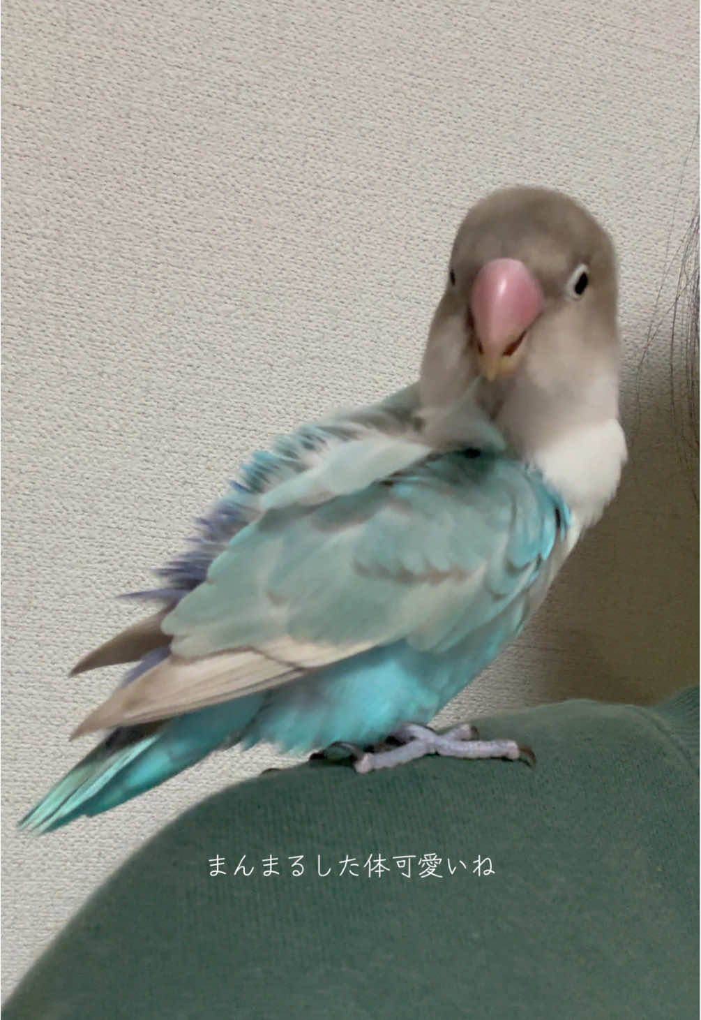 @にゃんこ
