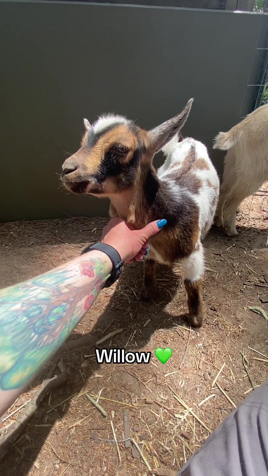 @G.O.A.T.Goats (Meara)