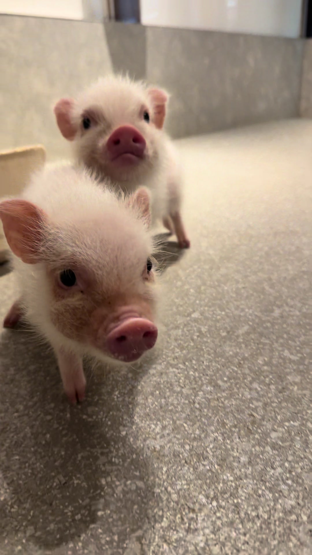 @pignic