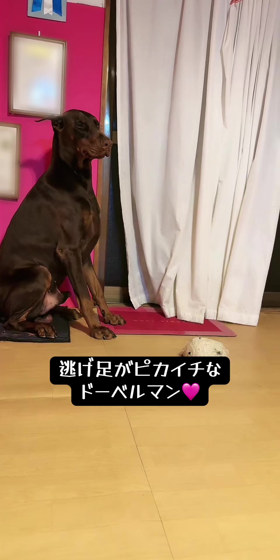 @🐣DOBERMAN🩷DORUMA