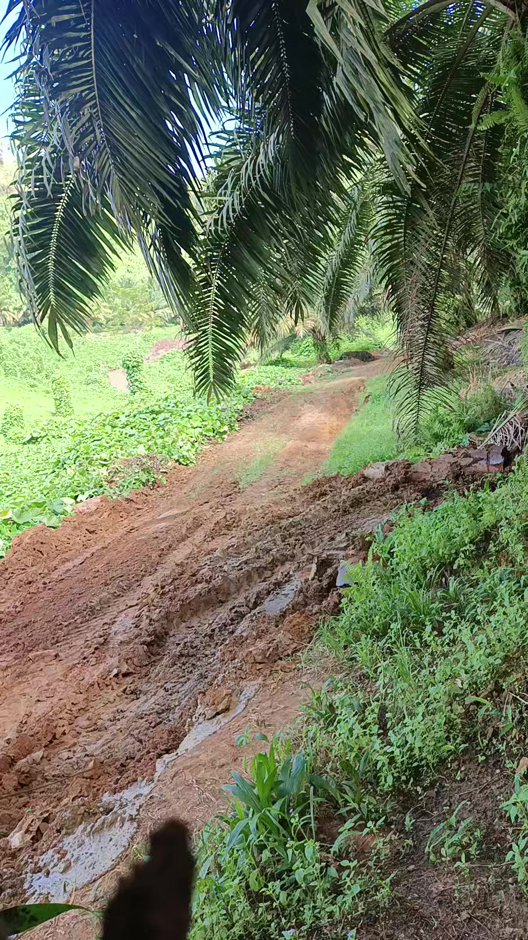 @Bongkek 439