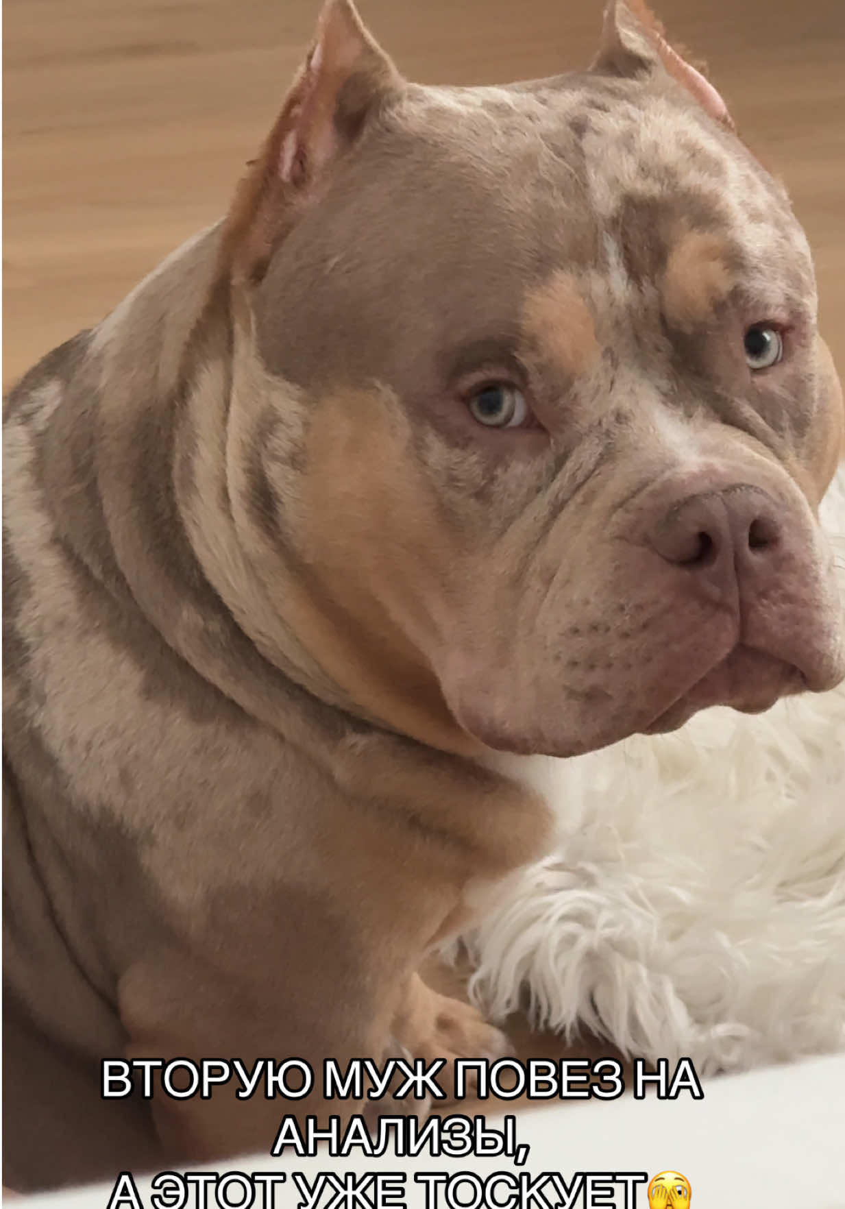 @TWO_BULLY