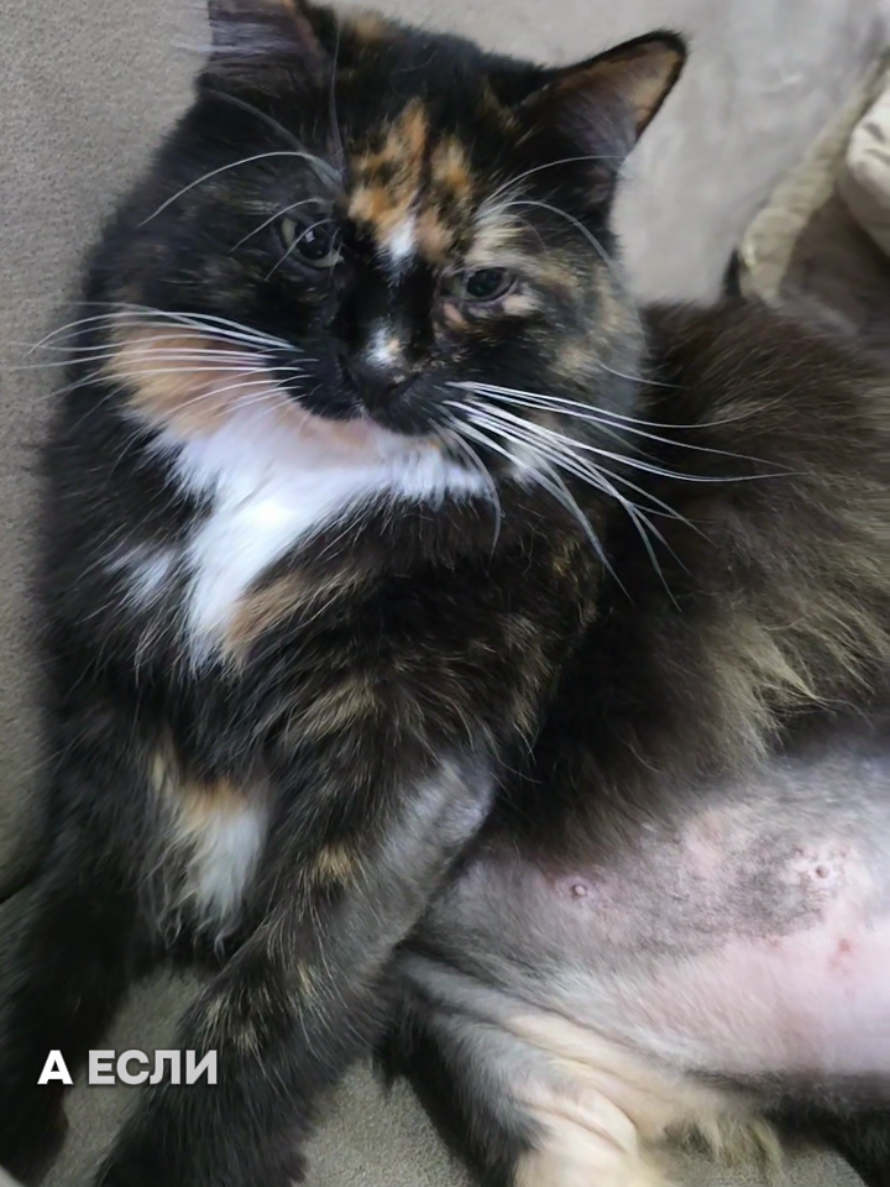 @GlaMurka🐈