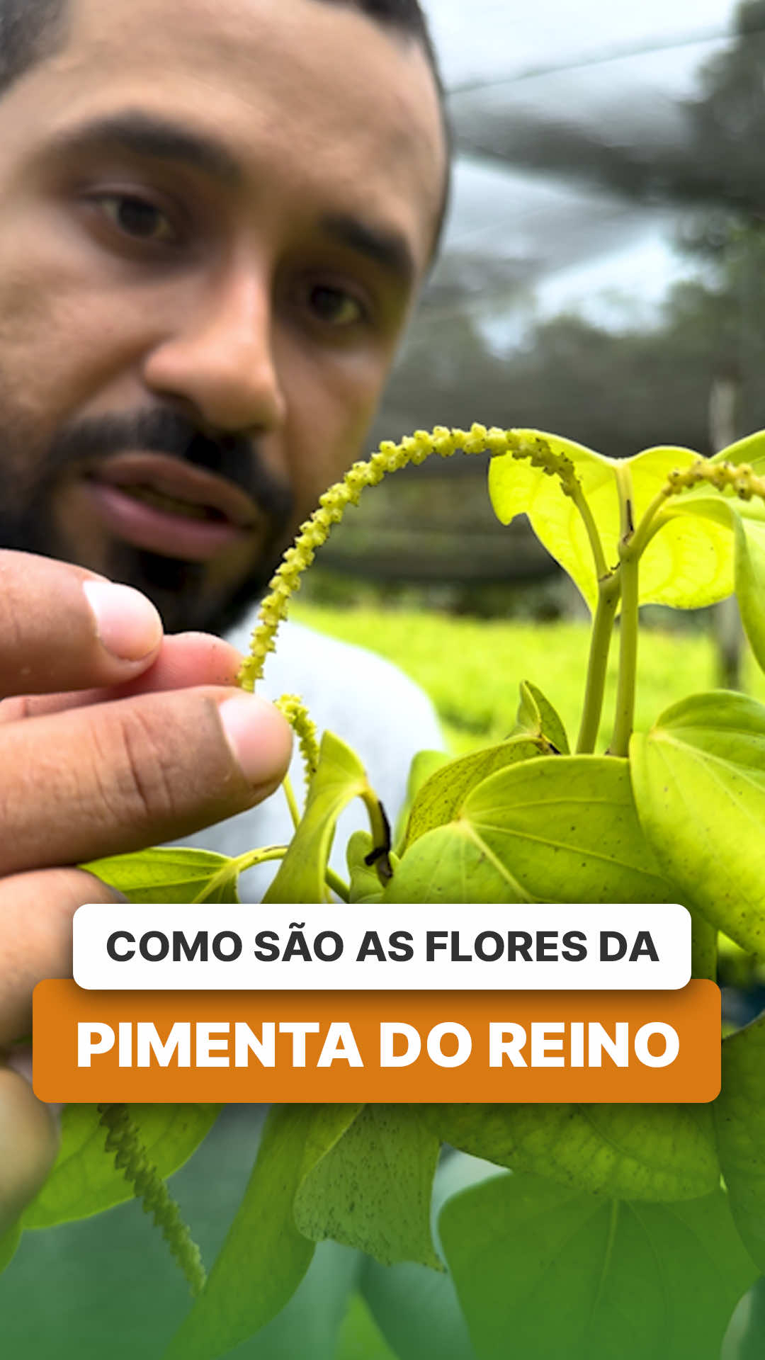 @ViveiroProMudas