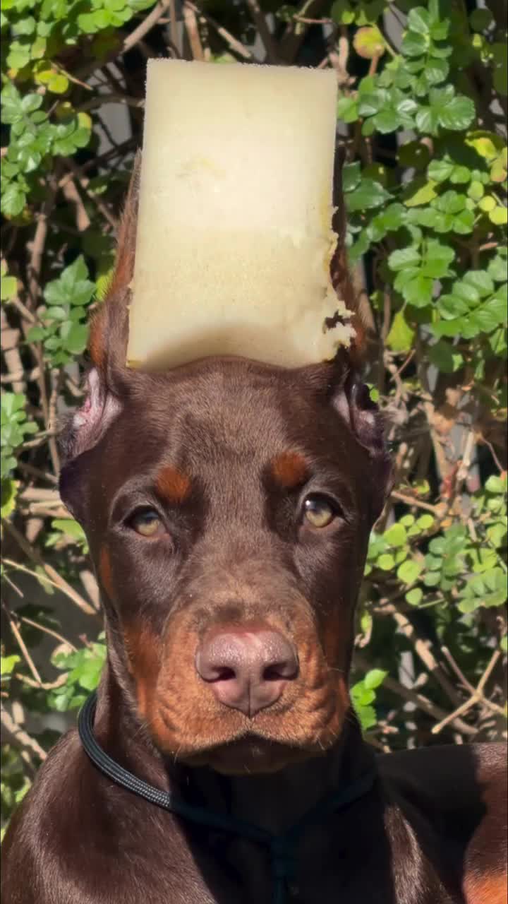 @Blakbone Mastiff Kennel