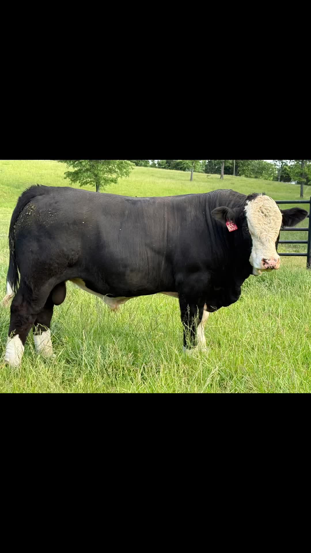 @Massey Land & Cattle