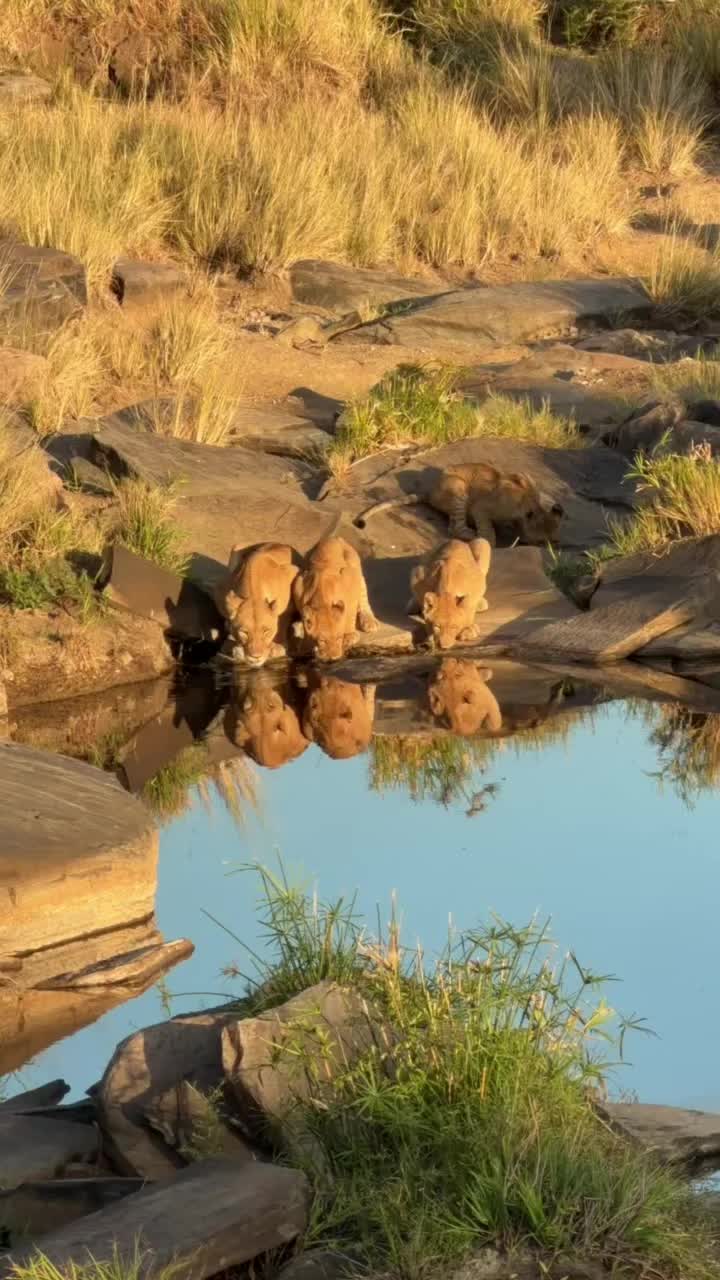 @Deno_wa_safari