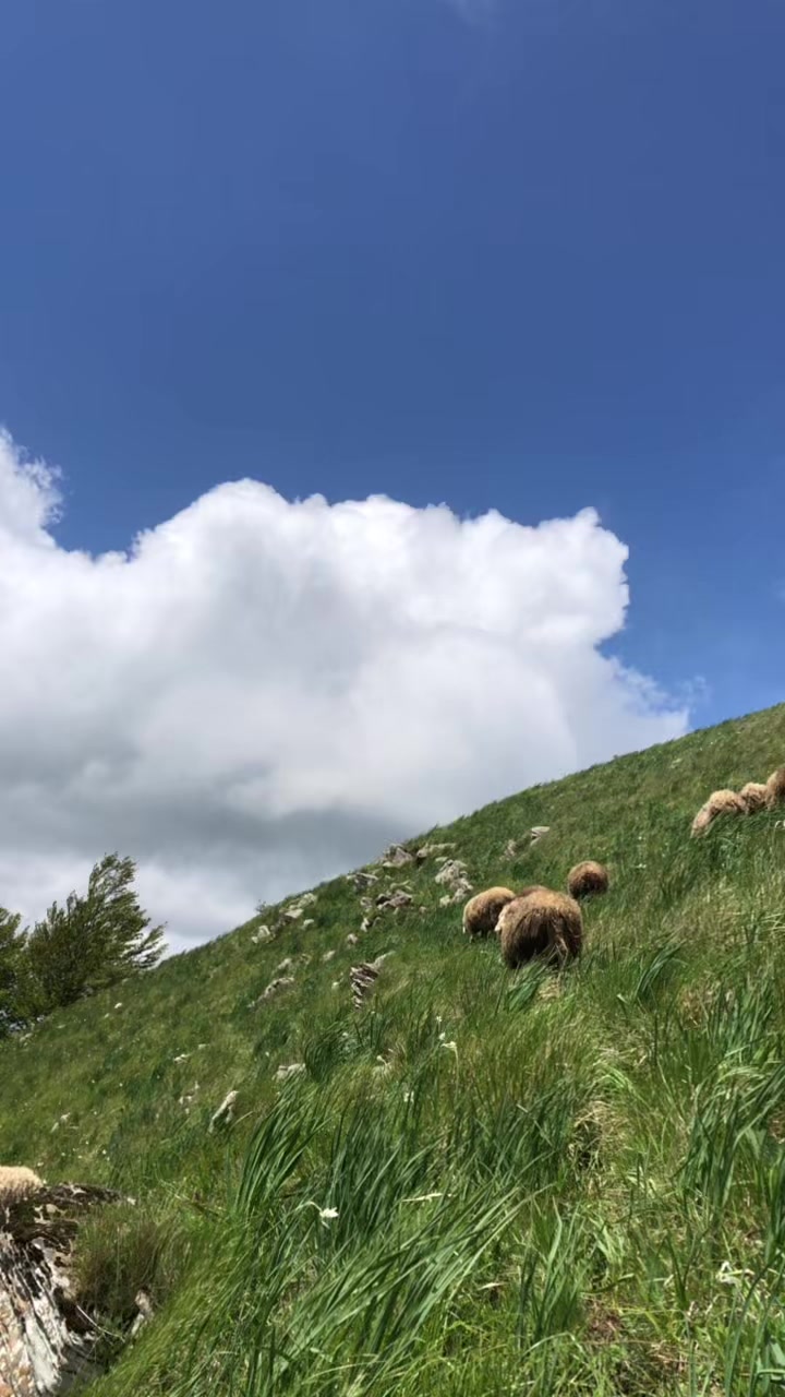 @Blektoria_Deda🐑🐑