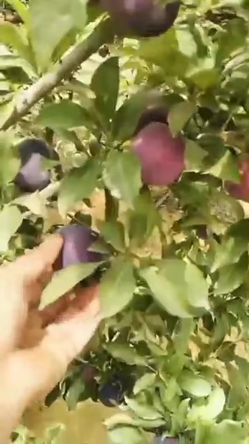 @احمد عمر