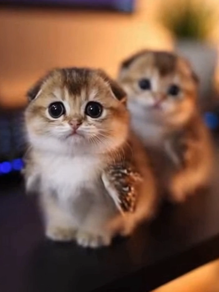 @meowlove