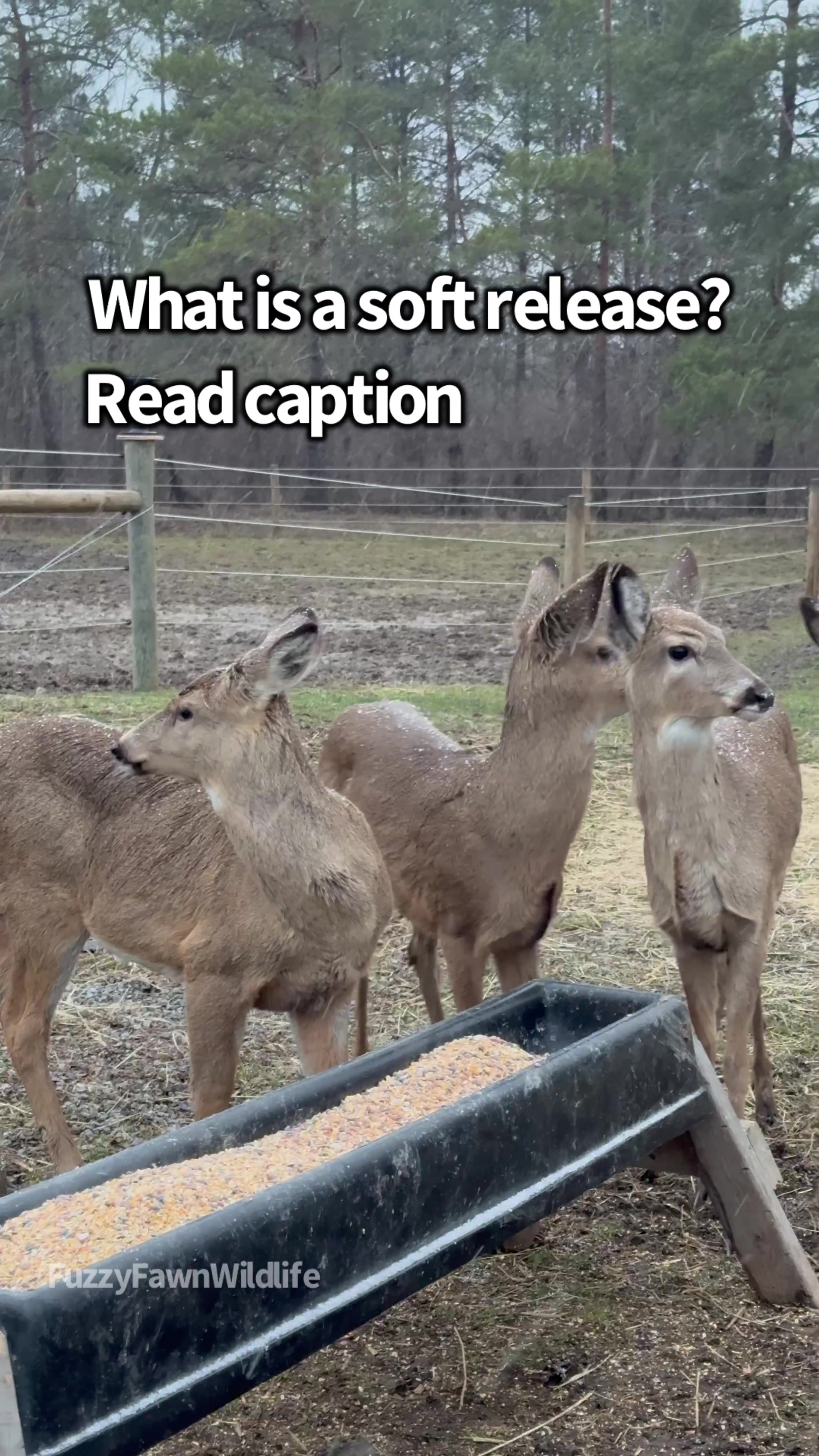 @Fuzzy Fawn Wildlife
