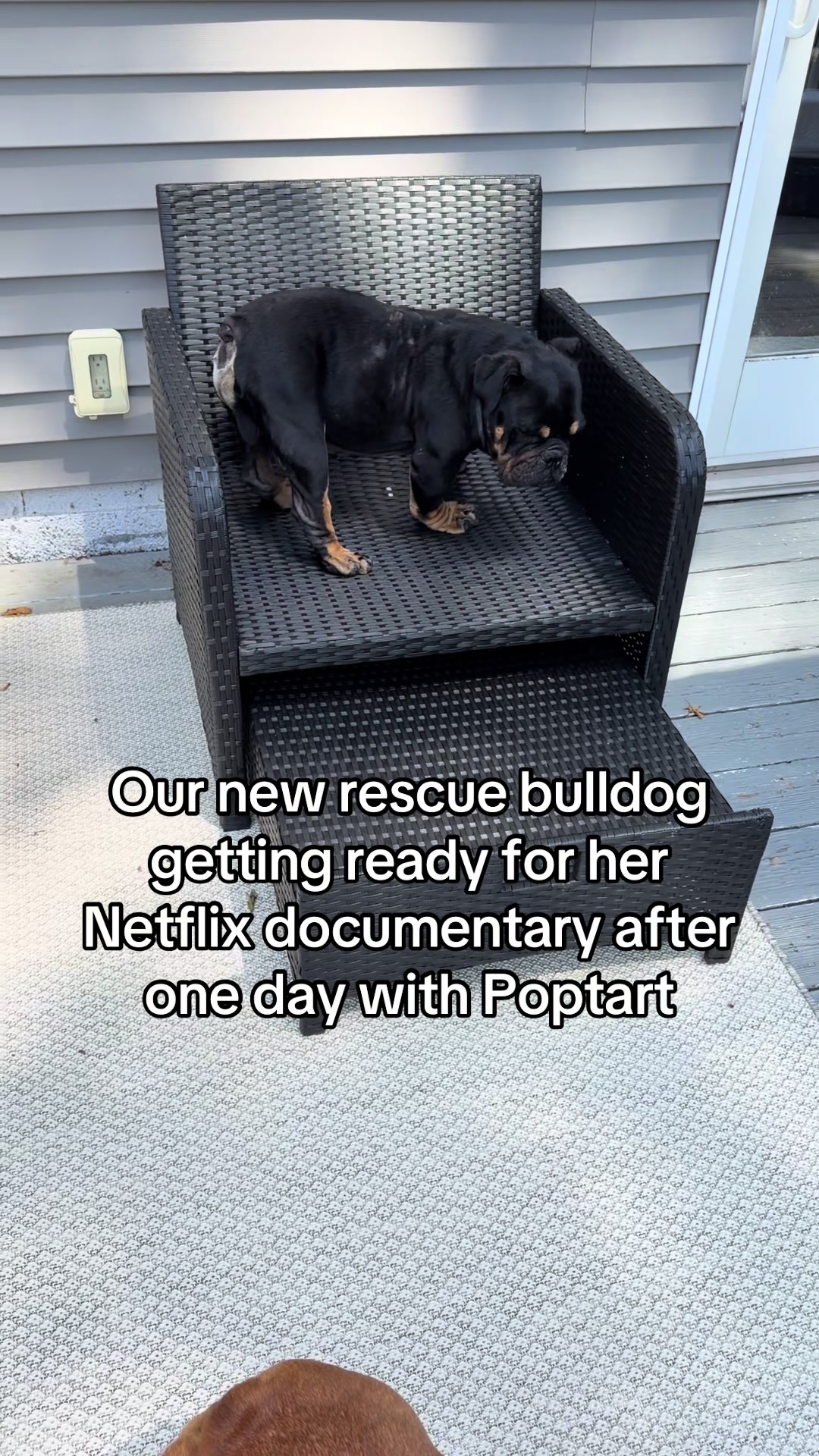 @Poptart The Bulldog