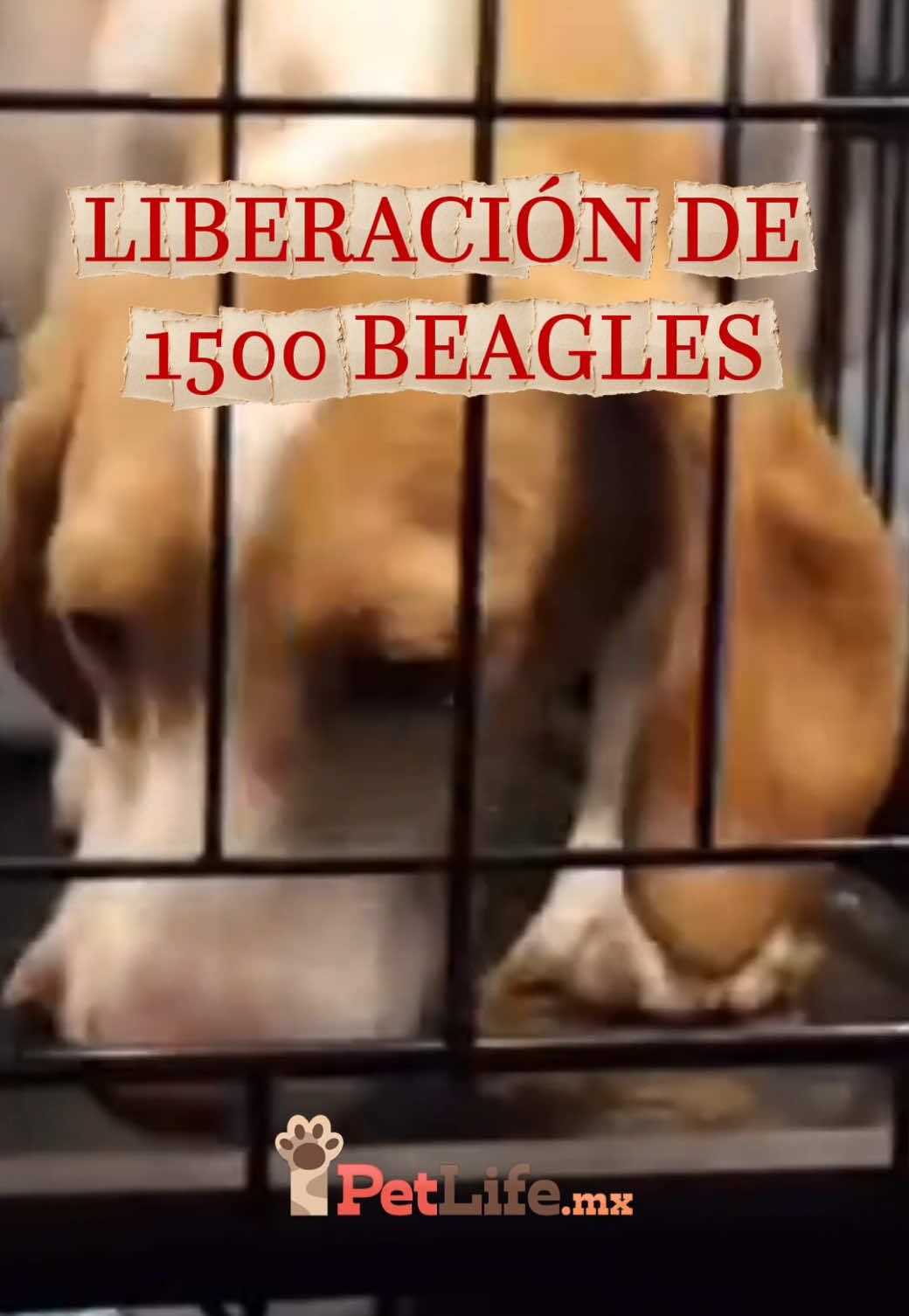 @Petlife
