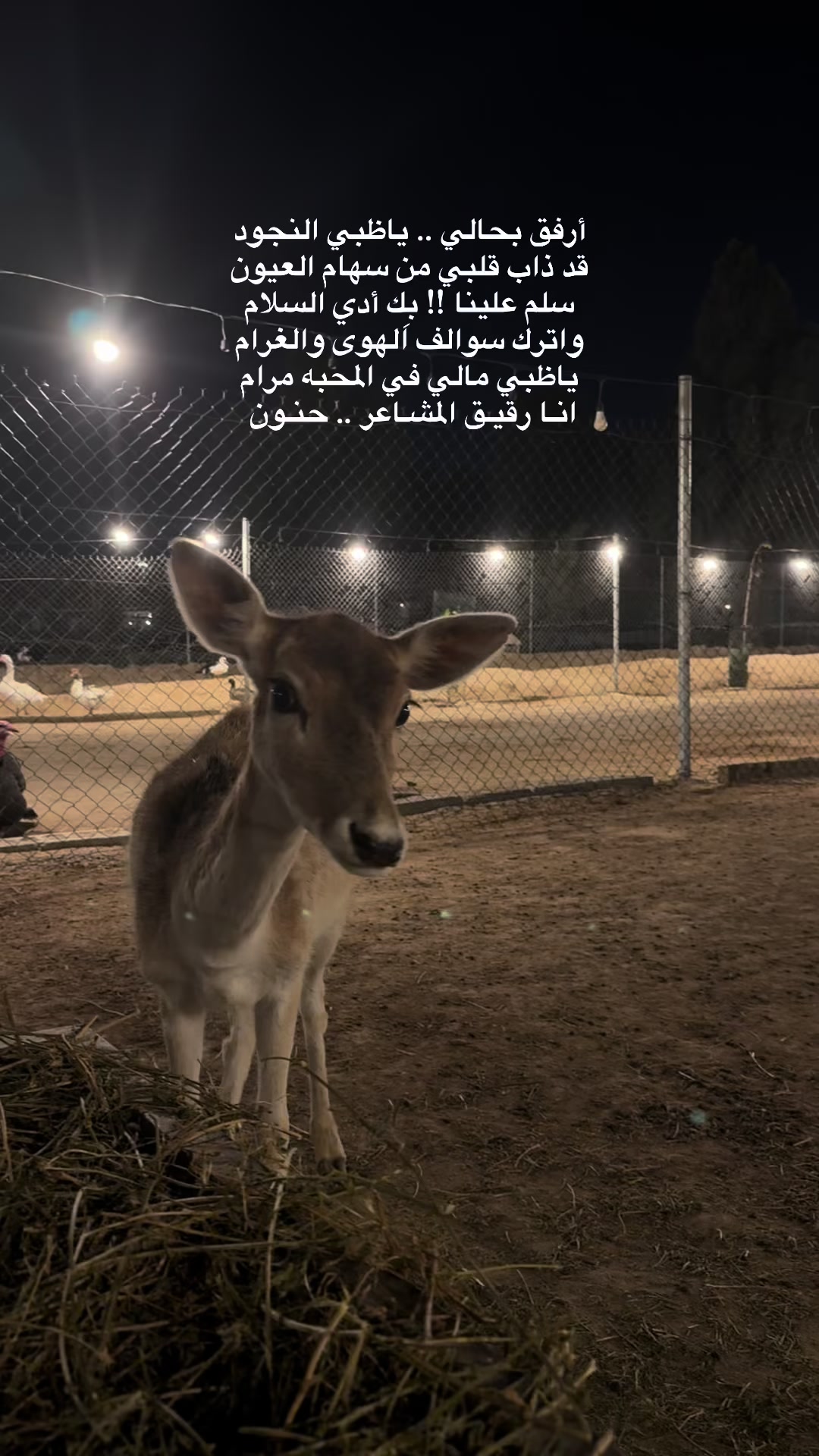 @﮼هديل﮼الخبر 🕊️📸