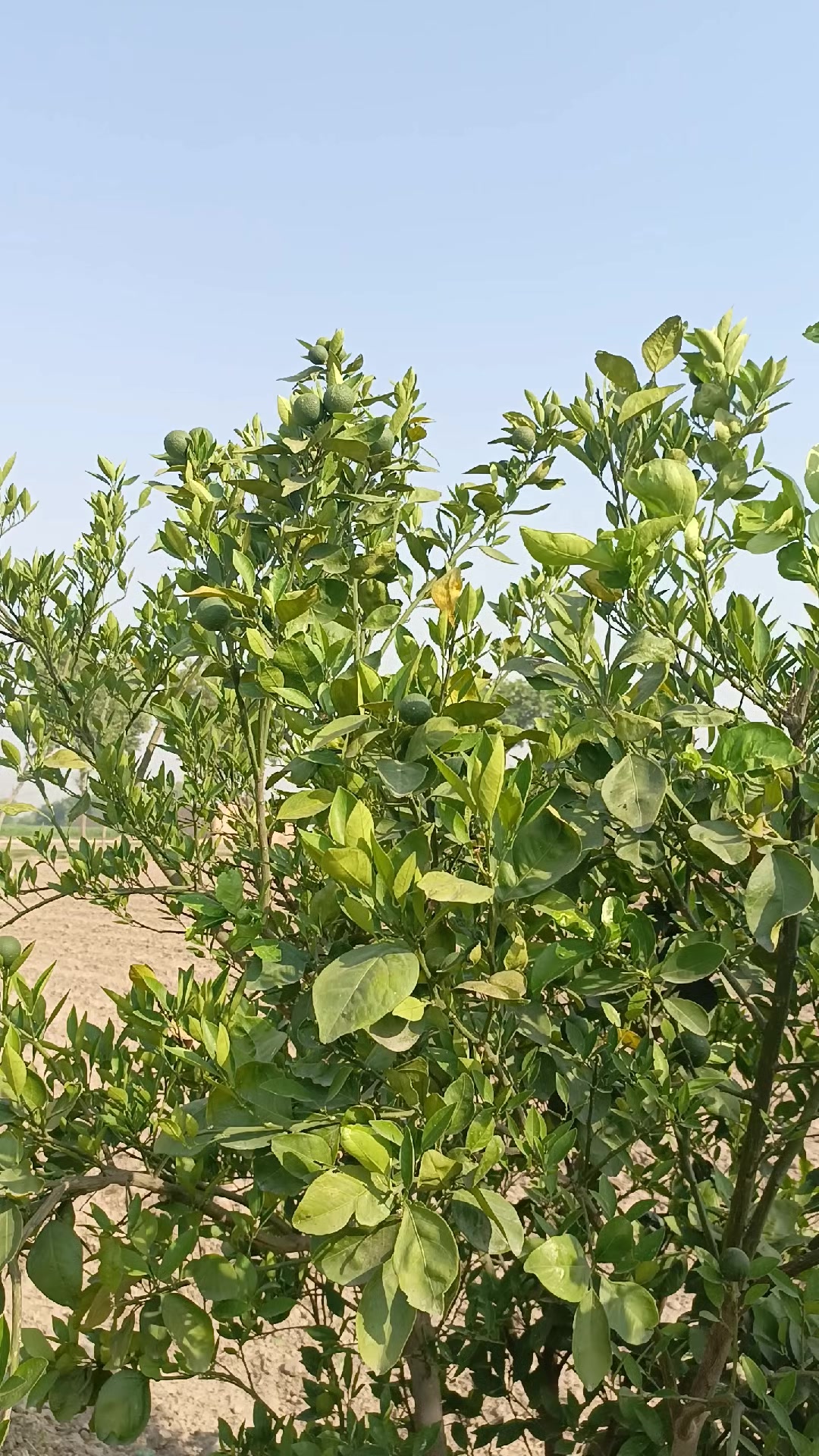 @Mr.Tori.Farming (pathologist)