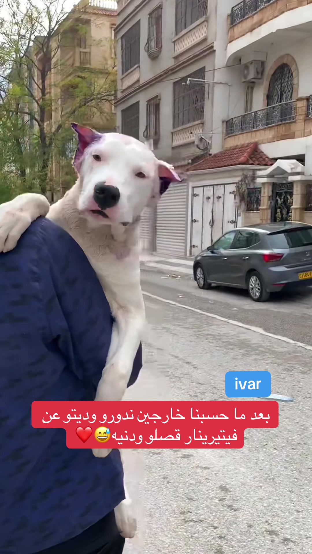 @DOGO ARGENTINO R.A.S🇦🇷🔥
