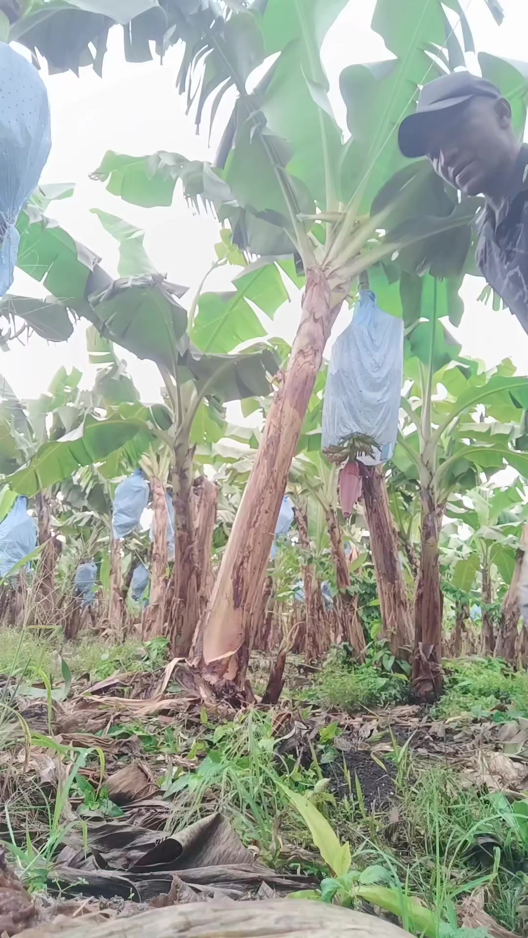 @Agricultura Banano y Plátano