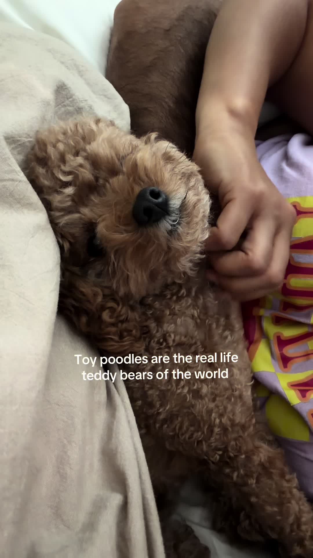 @enzoprincethepup