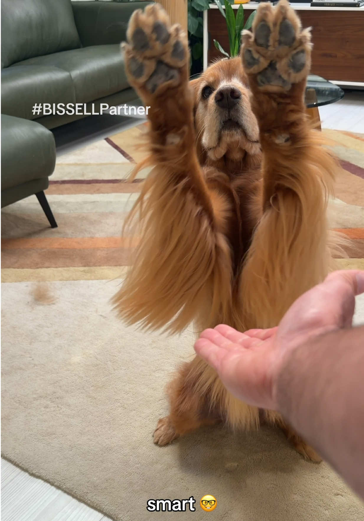 @Brodie The Goldendoodle