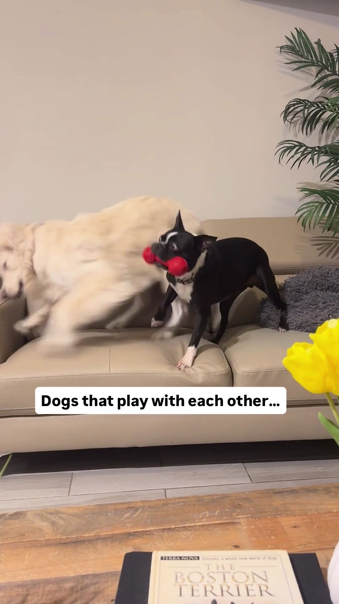 @PetFitness