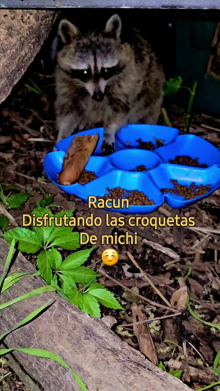 @🇲🇽Guli.Carrada 🐈&zwj;⬛