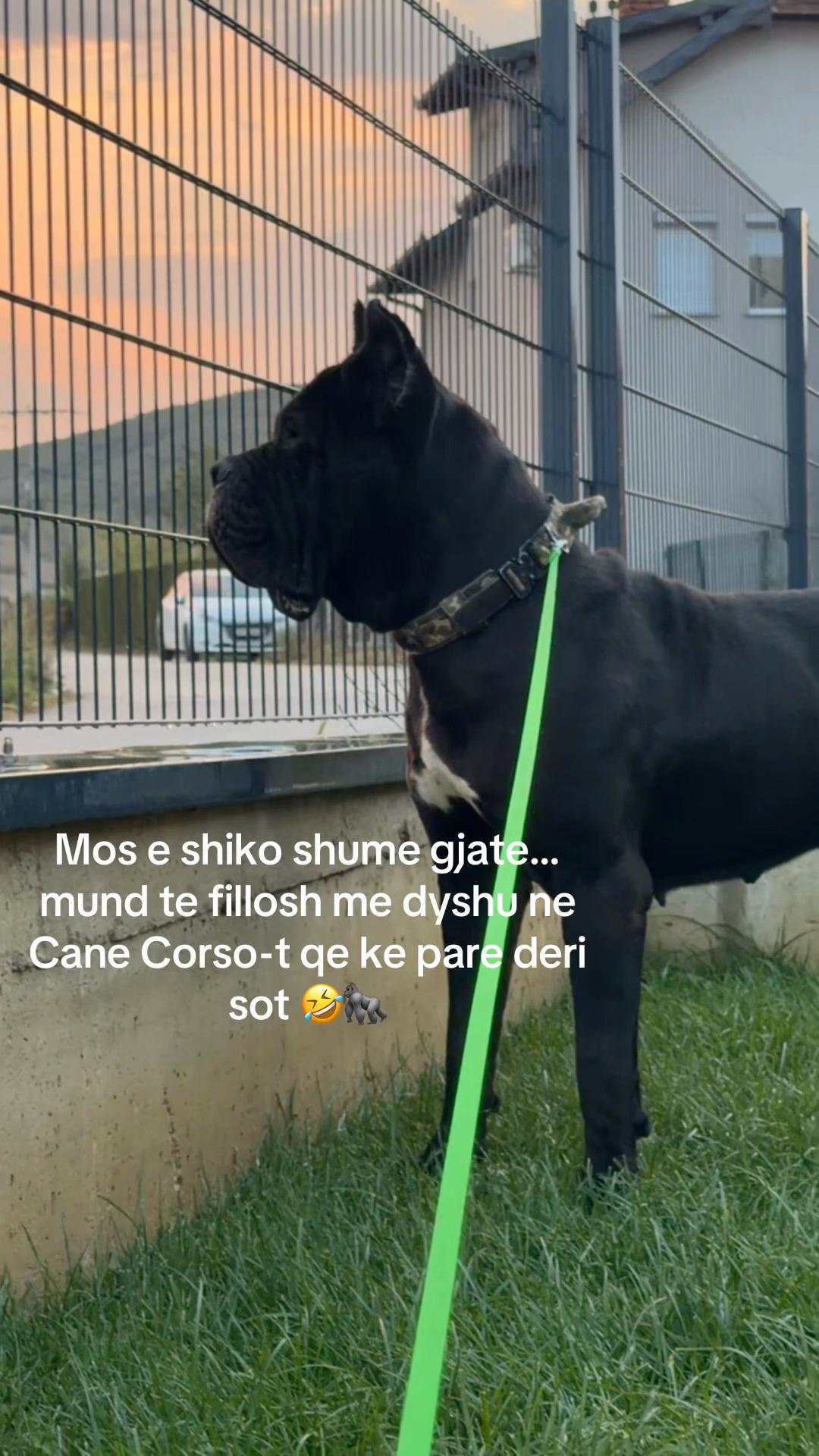 @AlbaniaCaneCorso Kennel