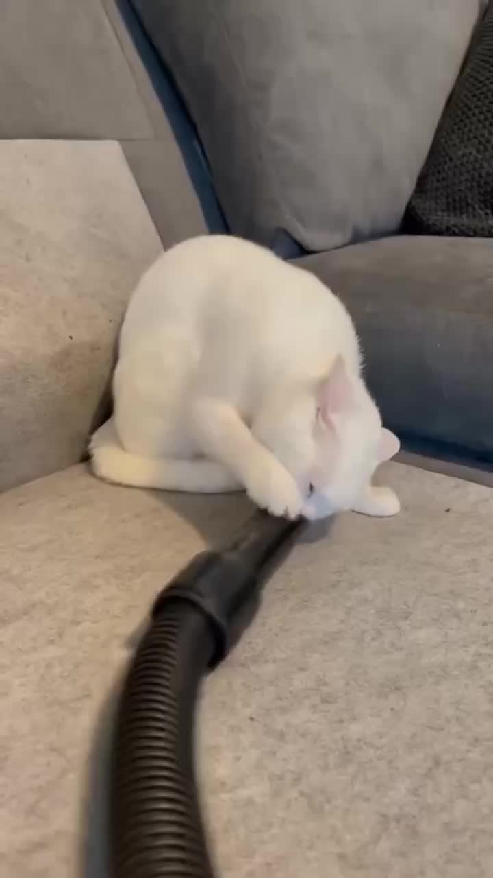 @Cat Love