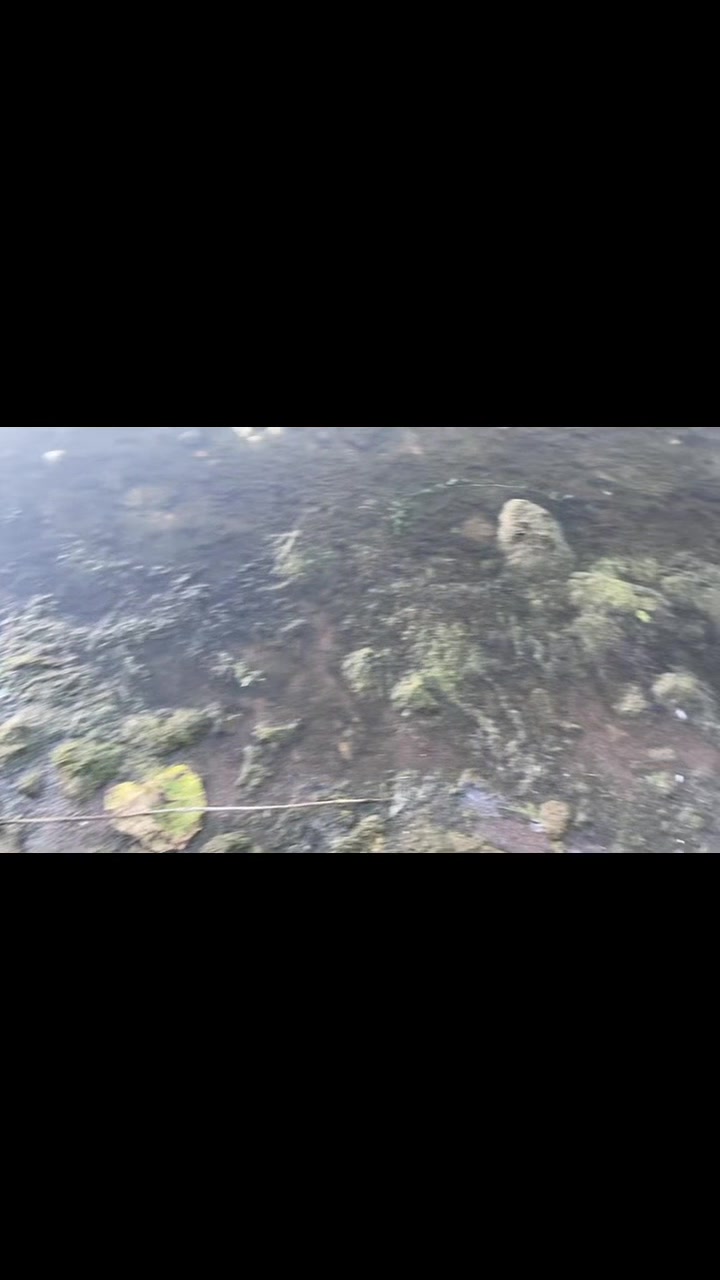 @джинджерскоп