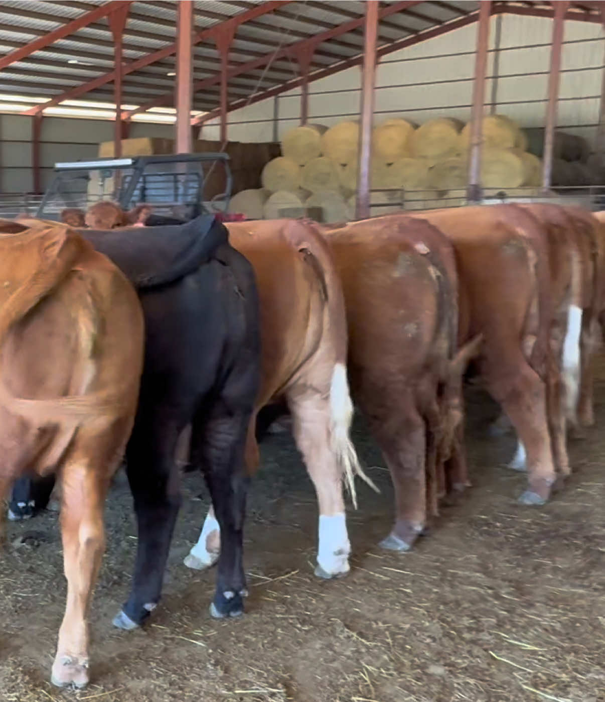 @Massey Land & Cattle
