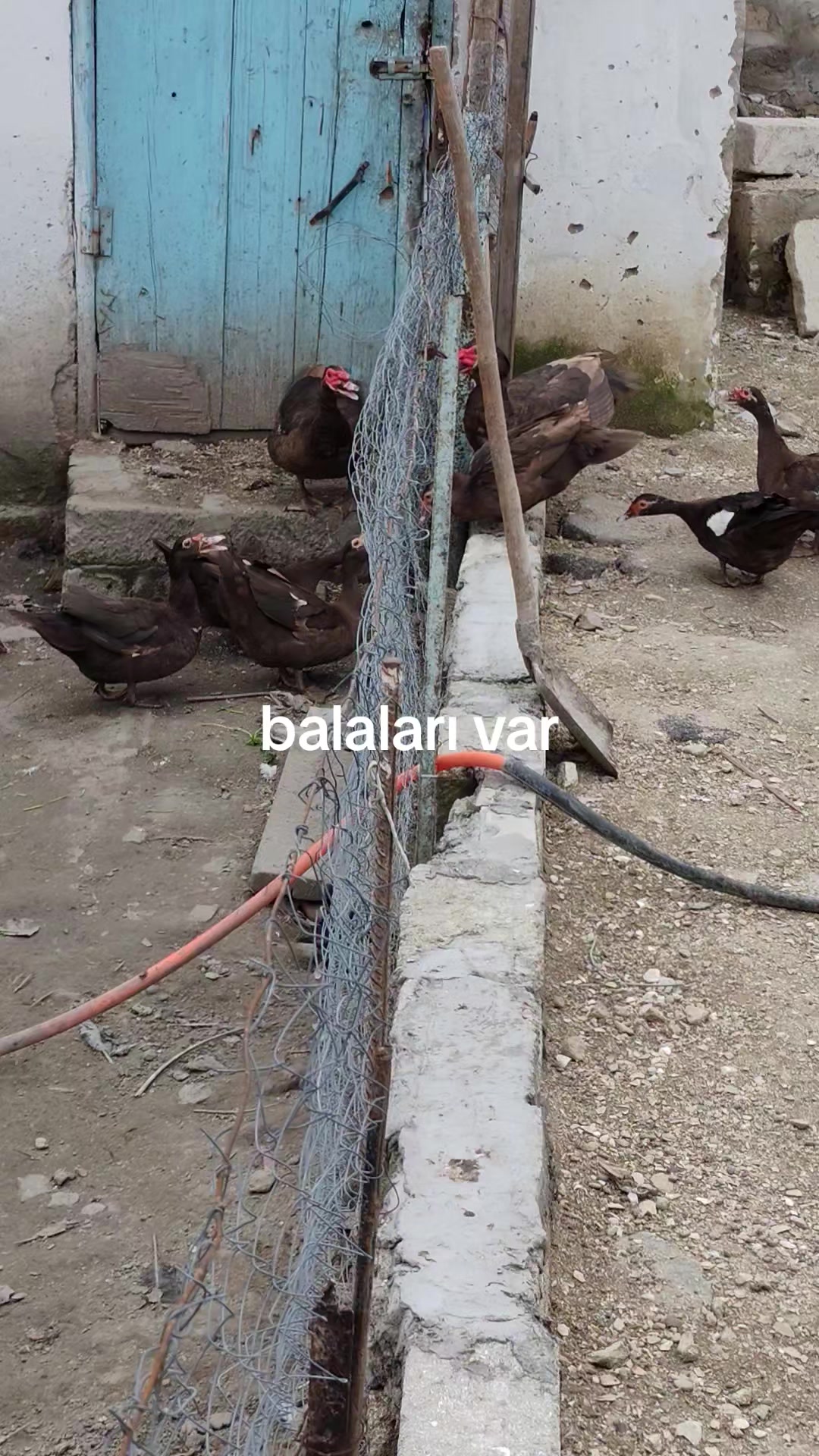 @MAŞTAĞA_QUŞCULUĞ