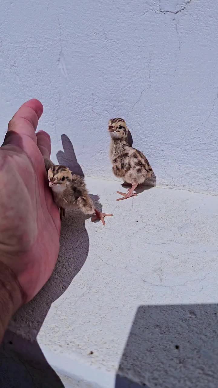 @Birds Lover