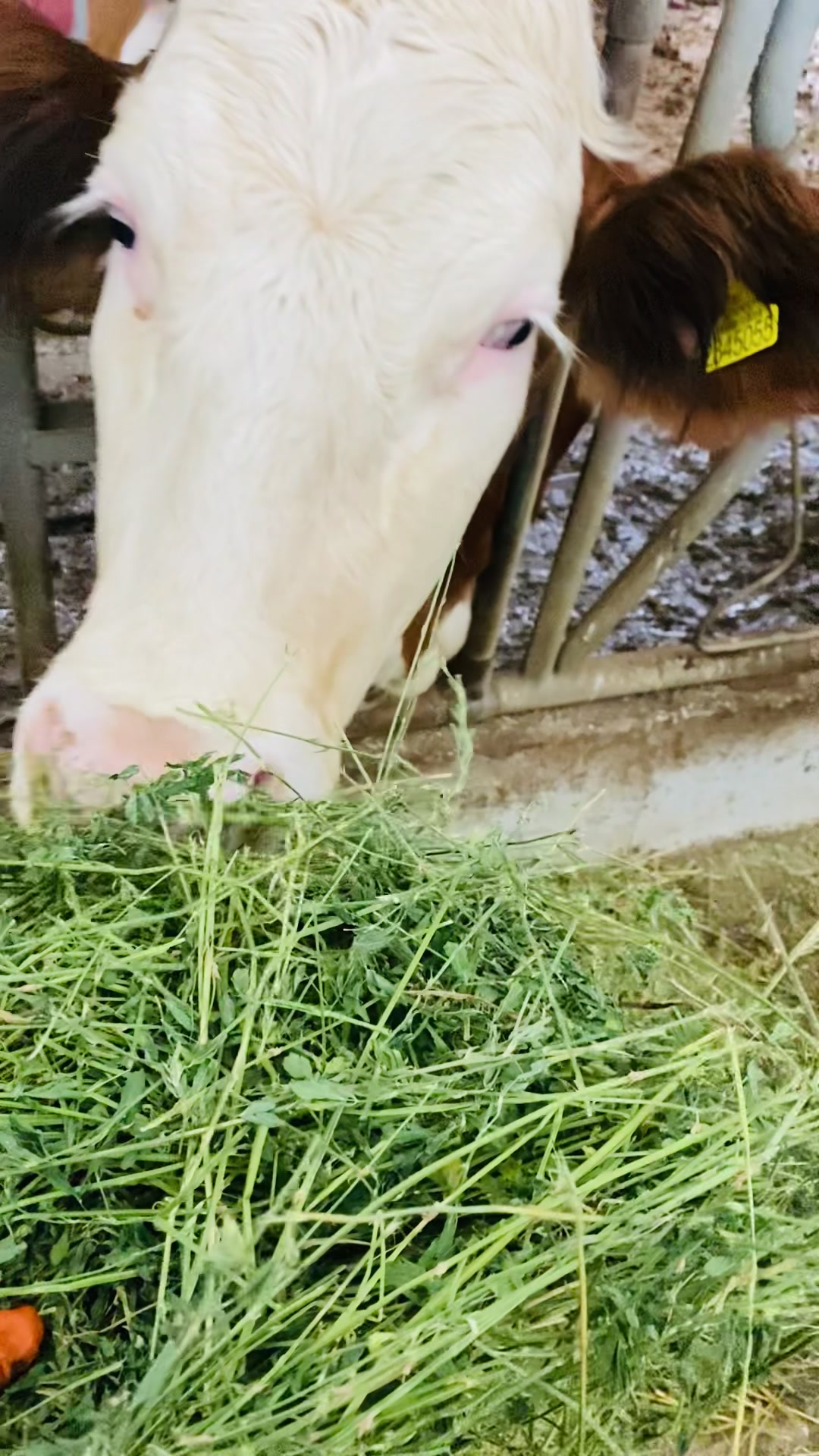 @Hüseyin Köseoğlu (HKlivestock)