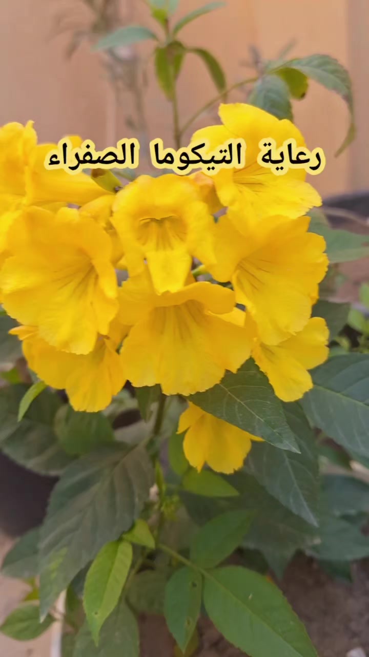 @جنتى