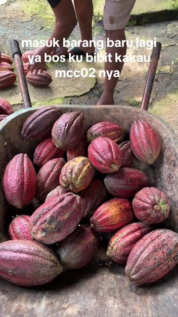 @agro lestari jaya 2