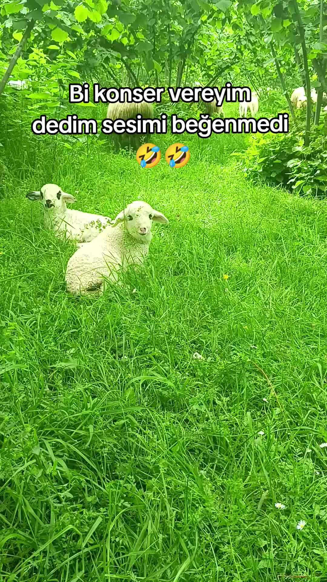 @sibel aydoğdu